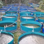 The Myth of Dirty Catfish Farming Debunked Why Modern Aquaculture Prioritizes Hygiene and Quality Control for Consumer Safety
