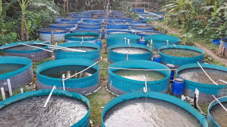 The Myth of Dirty Catfish Farming Debunked Why Modern Aquaculture Prioritizes Hygiene and Quality Control for Consumer Safety