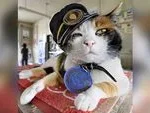 The Rise of Japan Feline Stationmasters Yontama and Rokutama Take the Helm at Kishi Station