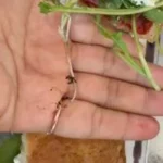 Food Safety Concerns Rise in Malaysia After Customer Finds Roots and Soil Inside Premium Cafe Sandwich