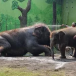 Former Surabaya Zoo Director Named Suspect in IDR 10.2 Billion Animal Feed Corruption Scandal