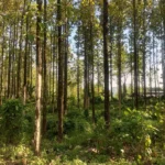 Hutan Jati Cileungsi: A Hidden Green Sanctuary Preserving Nature and History Amidst Bogors Industrial Expansion