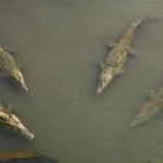 Israel Proposes Using Nile Crocodiles as Perimeter Security for High-Security Prisons Holding Palestinian Detainees