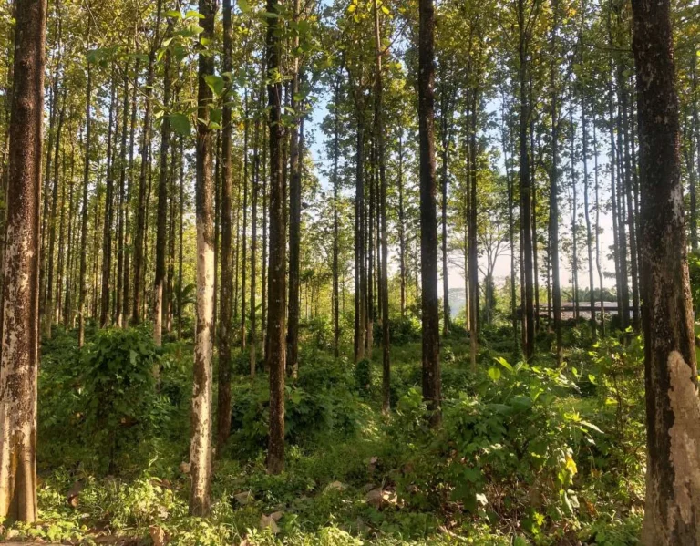 The Hidden Green Lung of Cileungsi A History and Environmental Analysis of the Bojongkaso Teak Forest