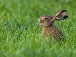 Critical Dietary Hazards for Domestic Rabbits: Why Human Foods Can Be Fatal to Herbivores