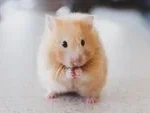 Effective Steps to Tame a New Pet Hamster and Build Trust Without Stressing the Animal