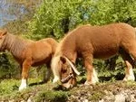 Equus ovodovi Unveiled: International Researchers Reconstruct the Ancient Horse Through Advanced 3D Technology