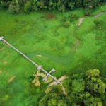 Gulma memenuhi waduk Manggar dan mengancam ekosistem serta ekonomi lokal di Balikpapan