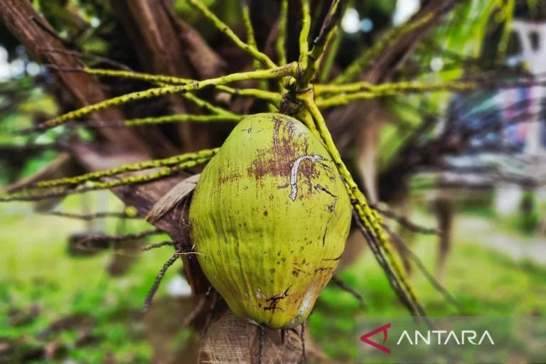 Is It Safe to Consume Medication After Drinking Coconut Water: A Comprehensive Medical Perspective