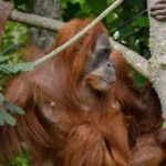 Jersey Zoo Mourns the Passing of Nettie the Sumatran Orangutan at Age 43