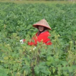 Kacang hijau: Mengungkap potensi nutrisi luar biasa di balik ukuran kecilnya untuk kesehatan tubuh manusia