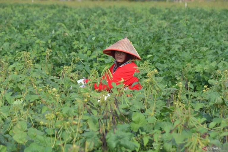 Kacang hijau: Mengungkap potensi nutrisi luar biasa di balik ukuran kecilnya untuk kesehatan tubuh manusia