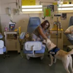 Meet Dylan, the Therapy Dog Transforming Cancer Care in Greece’s Public Hospitals