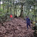 Navigating the Hidden Challenges of Mount Kencana 2: A Comprehensive Expedition Report on Bogor’s Emerging Hiking Destination