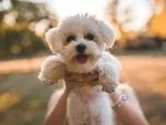 Navigating Urban Pet Ownership: Comprehensive Guide to Popular Small Dog Breeds for Compact Living Spaces