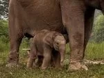 Sumatran Elephant Lisa Gives Birth to Healthy Male Calf at Tesso Nilo National Park Marking a Milestone for Endangered Species Conservation