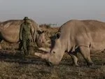 The Northern White Rhino is Facing Imminent Extinction as Only Two Females Remain in Existence