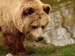 Tragedy in Siberia: Brown Bear Attacks Claim Seventh Life in Krasnoyarsk, Sparking Criminal Investigation and Environmental Alarm