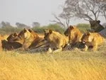 Tragedy in the Savannah: Ten Lions Found Dead in Tanzania Ngorongoro Conservation Area in Suspected Poisoning Incident