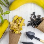 Turning Kitchen Waste into Plant Nutrients: The Potential and Limitations of Banana Peel Fertilizer