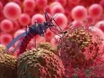 Wamenkes Targetkan Nol Kematian Dengue pada 2030