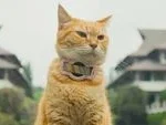 Beyond the Purr: Understanding the Hidden Health Risks and Bacterial Realities of Cat Saliva Exposure