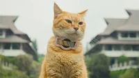 Beyond the Purr: Understanding the Hidden Health Risks and Bacterial Realities of Cat Saliva Exposure