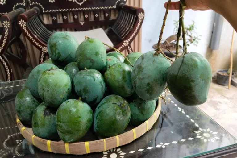 Mango Season Surge Highlights Nutritional Benefits and Culinary Versatility in Urban Markets